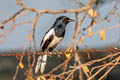 Oriental Magpie-Robin Copsychus saularis saularis 