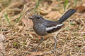 Oriental Magpie-Robin Copsychus saularis saularis 