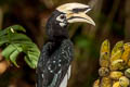 Oriental Pied Hornbill Anthracoceros albirostris albirostris 