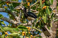 Oriental Pied Hornbill Anthracoceros albirostris albirostris 