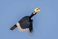 Oriental Pied Hornbill Anthracoceros albirostris albirostris 