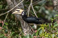 Oriental Pied Hornbill Anthracoceros albirostris albirostris 
