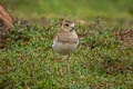 Oriental Plover Anarhynchus veredus