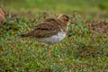 Oriental Plover Anarhynchus veredus