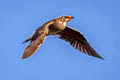 Oriental Pratincole Glareola maldivarum