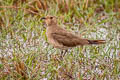 Oriental Pratincole Glareola maldivarum