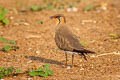 Oriental Pratincole Glareola maldivarum