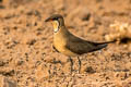 Oriental Pratincole Glareola maldivarum