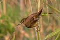 Oriental Reed Warbler Acrocephalus orientalis