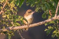 Oriental Reed Warbler Acrocephalus orientalis