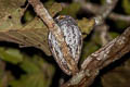 Oriental Scops Owl Otus sunia distans