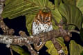 Oriental Scops Owl Otus sunia distans