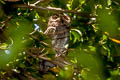 Oriental Scops Owl Otus sunia stictonotus