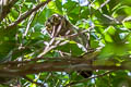 Oriental Scops Owl Otus sunia stictonotus