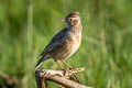 Oriental Skylark Alauda gulgula herberti