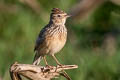 Oriental Skylark Alauda gulgula herberti