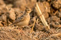 Oriental Skylark Alauda gulgula herberti