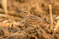 Oriental Skylark Alauda gulgula herberti