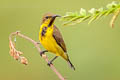 Ornate Sunbird Cinnyris ornatus flamaxillaris