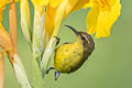 Ornate Sunbird Cinnyris ornatus flamaxillaris
