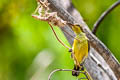 Ornate Sunbird Cinnyris ornatus flamaxillaris