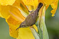 Ornate Sunbird Cinnyris ornatus flamaxillaris