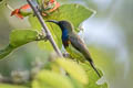 Ornate Sunbird Cinnyris ornatus flamaxillaris