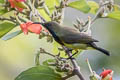 Ornate Sunbird Cinnyris ornatus flamaxillaris