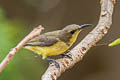 Ornate Sunbird Cinnyris ornatus flamaxillaris