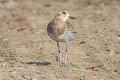 Pacific Golden Plover Pluvialis fulva 