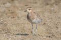 Pacific Golden Plover Pluvialis fulva 