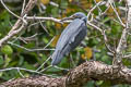 Pacific Reef Heron Egretta sacra sacra (Eastern Reef Egret)