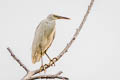 Pacific Reef Heron Egretta sacra sacra (Eastern Reef Egret)