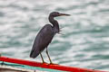 Pacific Reef Heron Egretta sacra sacra (Eastern Reef Egret)