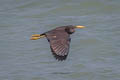 Pacific Reef Heron Egretta sacra sacra (Eastern Reef Egret)