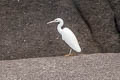 Pacific Reef Heron Egretta sacra sacra (Eastern Reef Egret)