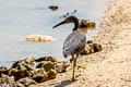 Pacific Reef Heron Egretta sacra sacra (Eastern Reef Egret)