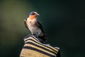 Pacific Swallow Hirundo tahitica javanica