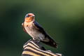 Pacific Swallow Hirundo tahitica javanica