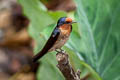 Pacific Swallow Hirundo tahitica javanica