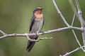 Pacific Swallow Hirundo tahitica javanica