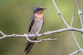 Pacific Swallow Hirundo tahitica javanica