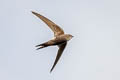 Pacific Swift Apus pacificus pacificus (Fork-tailed Swift)