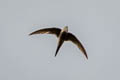 Pacific Swift Apus pacificus pacificus (Fork-tailed Swift)