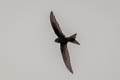 Pacific Swift Apus pacificus pacificus (Fork-tailed Swift)