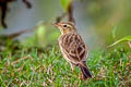 Paddyfield Pipit Anthus rufulus rufulus 