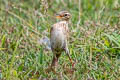 Paddyfield Pipit Anthus rufulus rufulus 