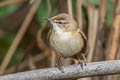 Paddyfield Warbler Acrocephalus agricola agricola