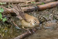 Paddyfield Warbler Acrocephalus agricola agricola