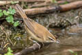 Paddyfield Warbler Acrocephalus agricola agricola